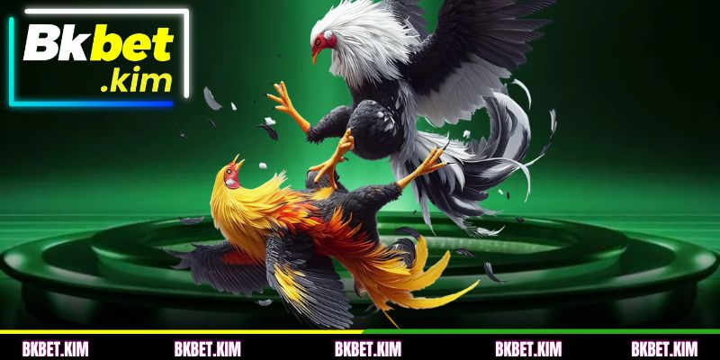 Briga de Galo com Espora de Ferro