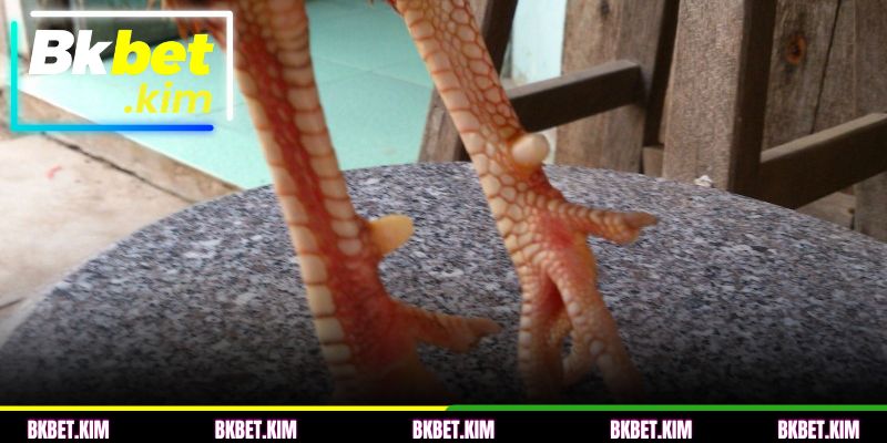 Escama Khai Vuong Dupla