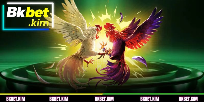 O Atrativo Irresistível da Briga de Galo BKBET