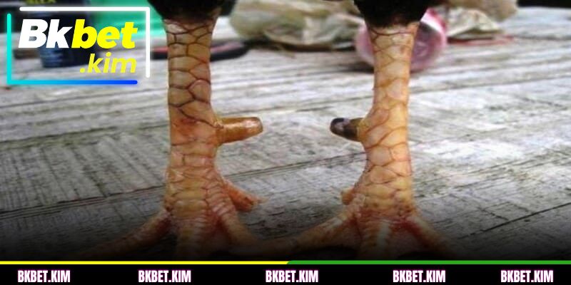 O fator místico e a experiência tradicional