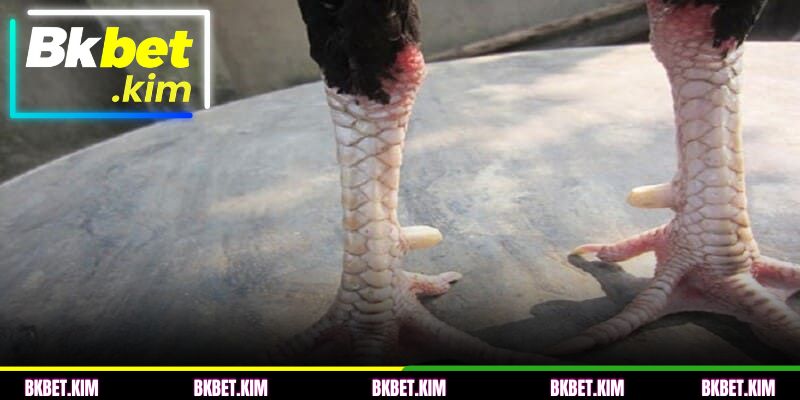 O que é a Escamas de galo Huyen Tram? Segredo dos veteranos