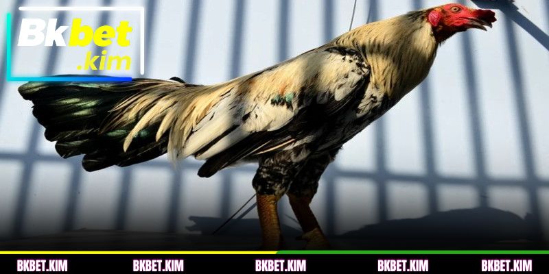 O valor real deste sinal de raridade