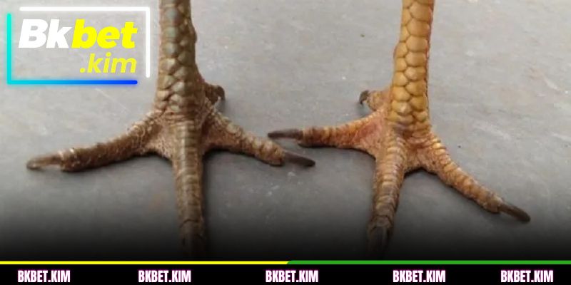 Visão geral sobre as Escamas de galo Khai Vuong